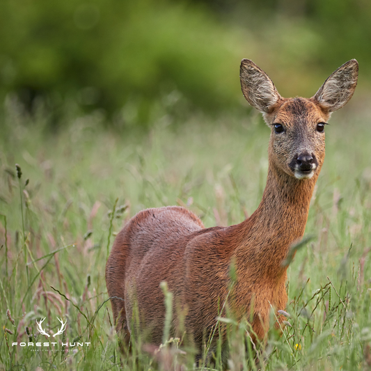 # Revierhege im September: Pflege und Management von Rehwild