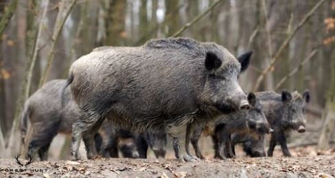 # Das richtige Kirren an der Kirrung, Wahl der Kirrmittel – Ein Leitfaden für Jäger