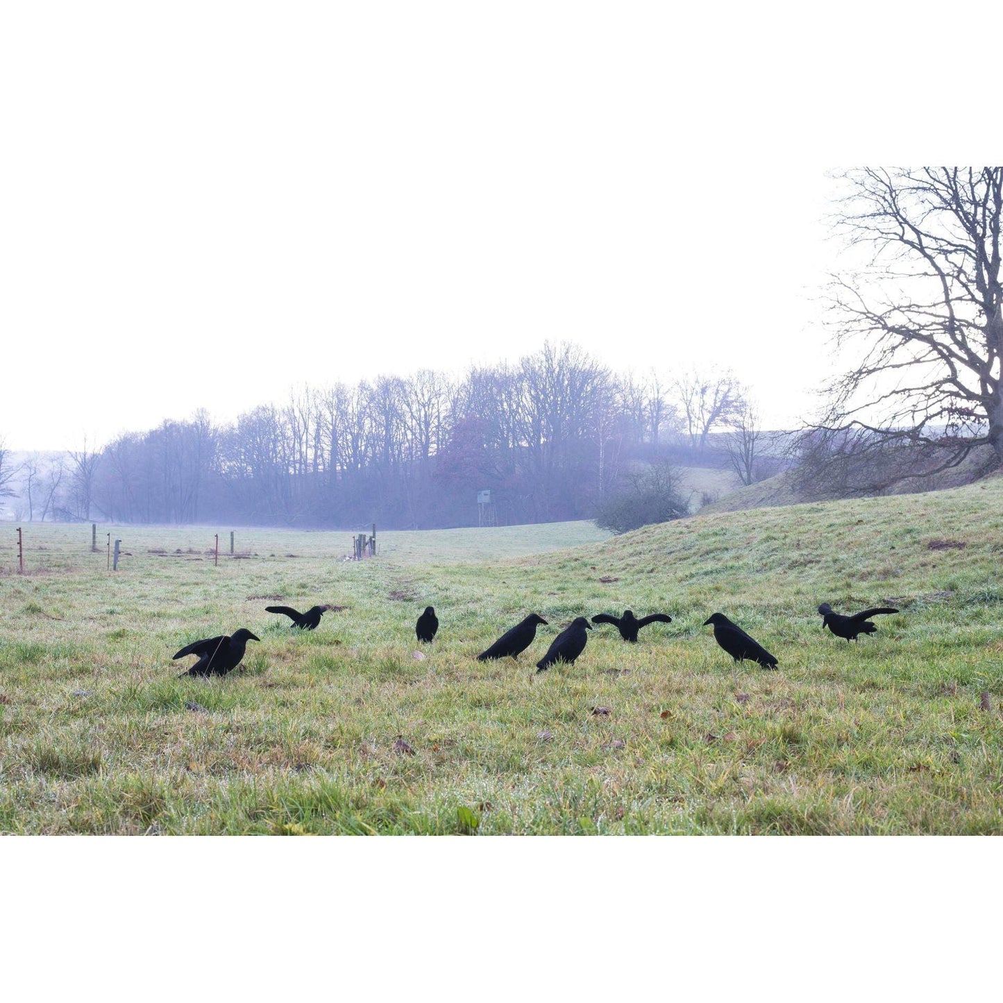 Beflockte Lockkrähe mit Flügeln.