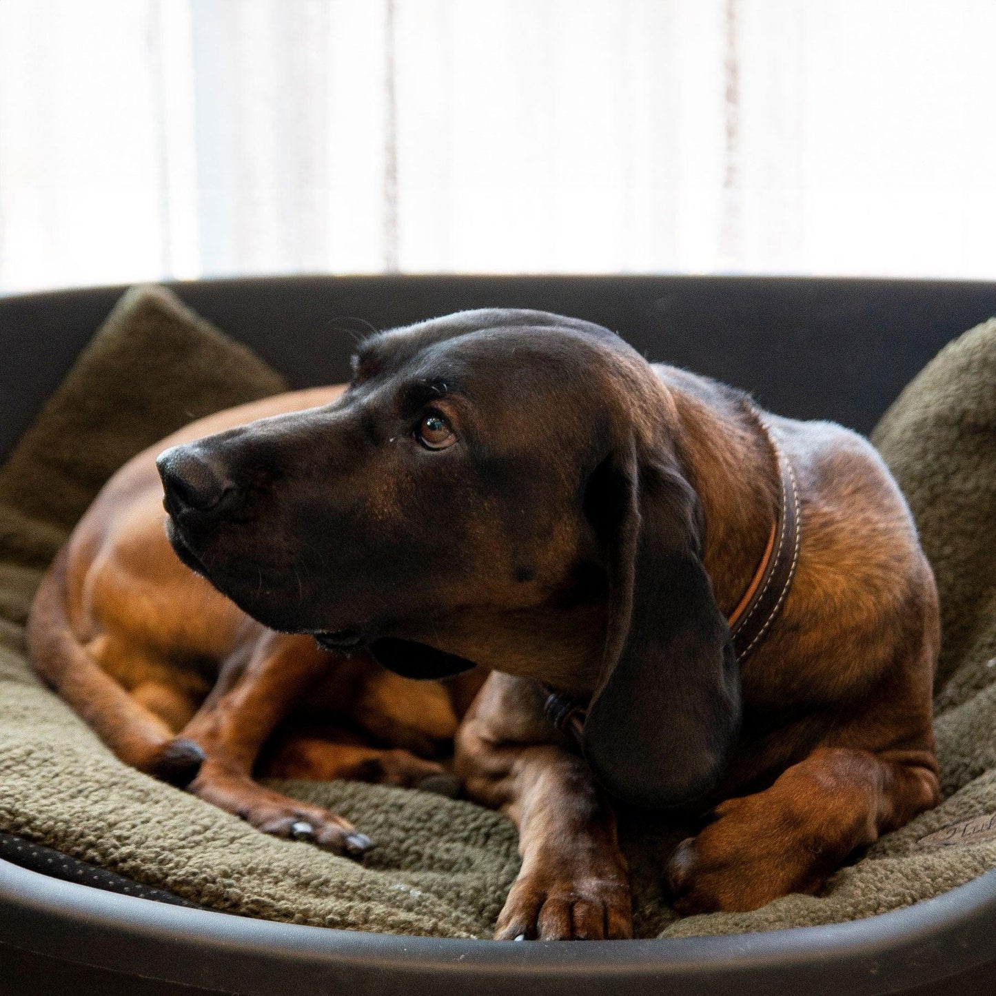 Hundedecke.
