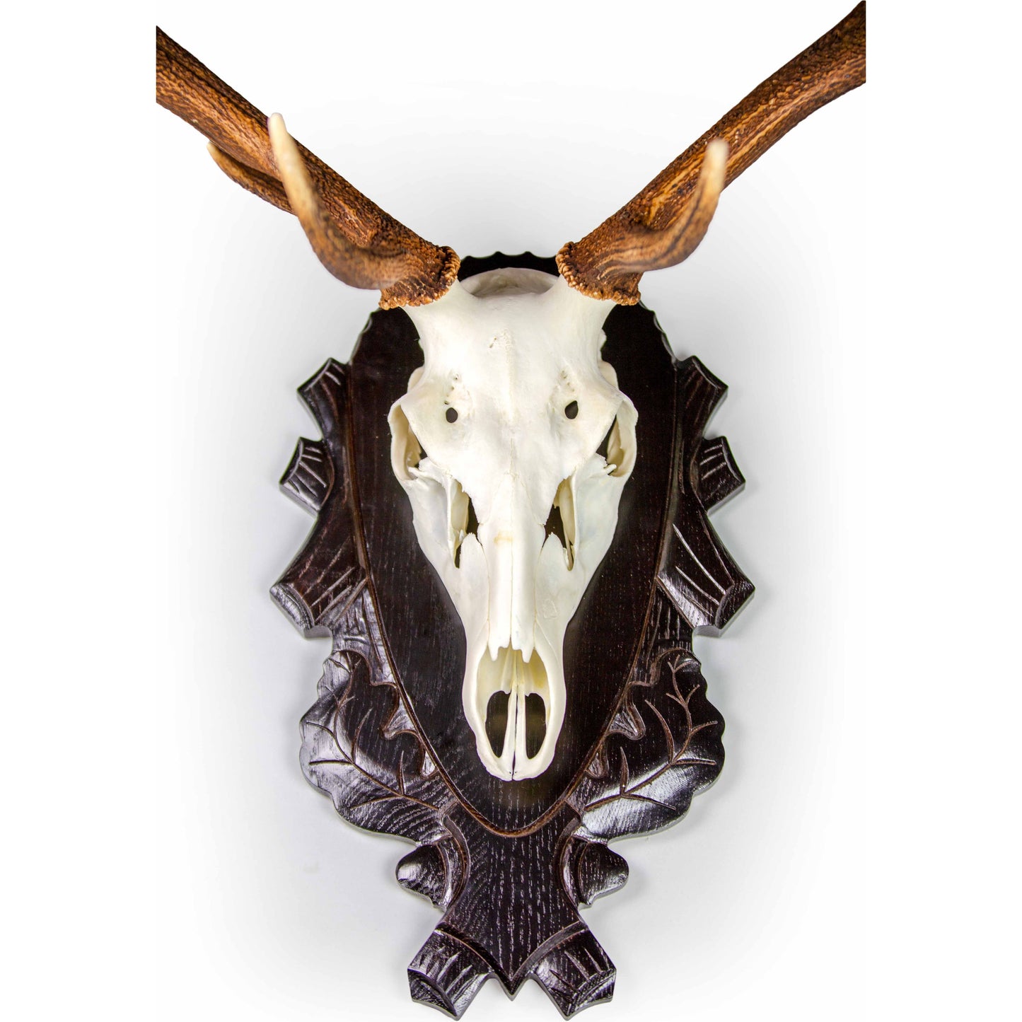 EurohuntTrophäenhalterung HirschTrophäenhalterung Hirsch |ForestHuntForestHunt | Locker, Kirrmittel & Jagdbedarf