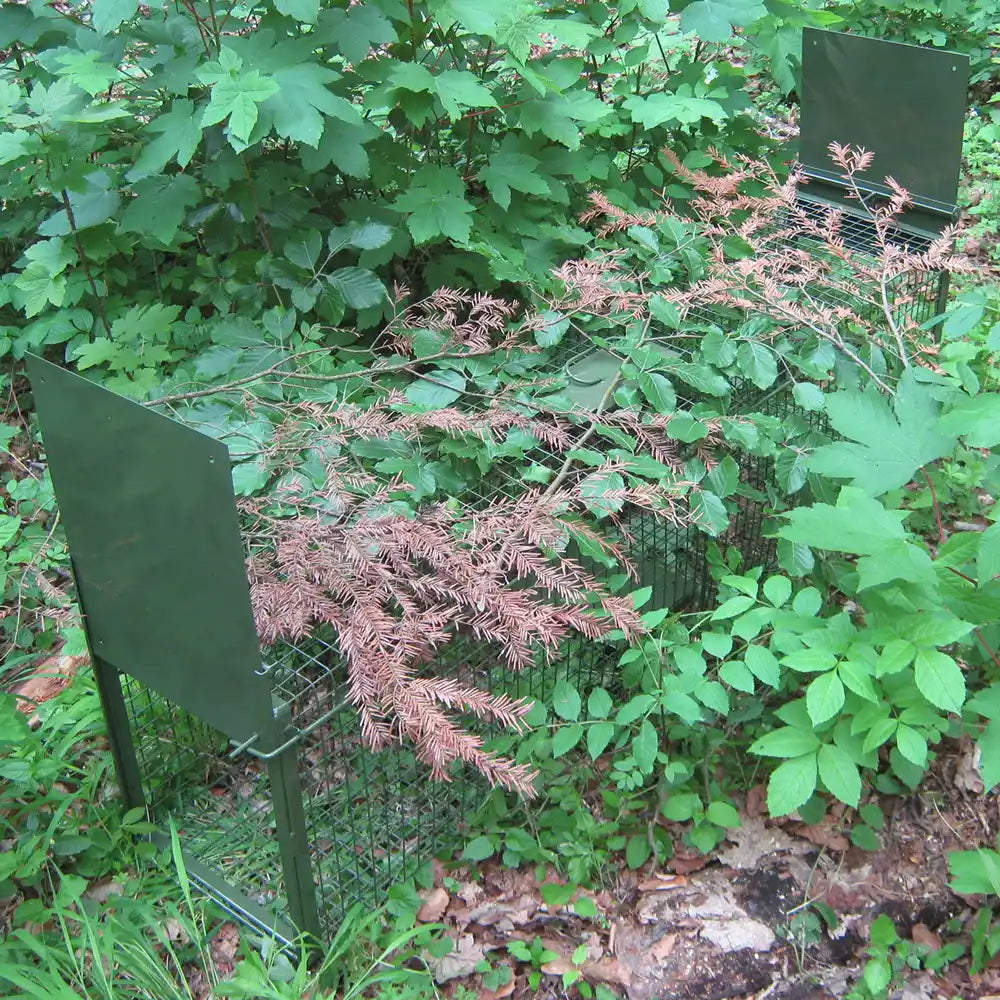 .Lebendfalle - zwei Falltüren 150x30,5x38cmLebendfalle - zwei Falltüren 150x30,5x38cm | ForestHunt e.U.ForestHunt | Locker, Kirrmittel & Jagdbedarf